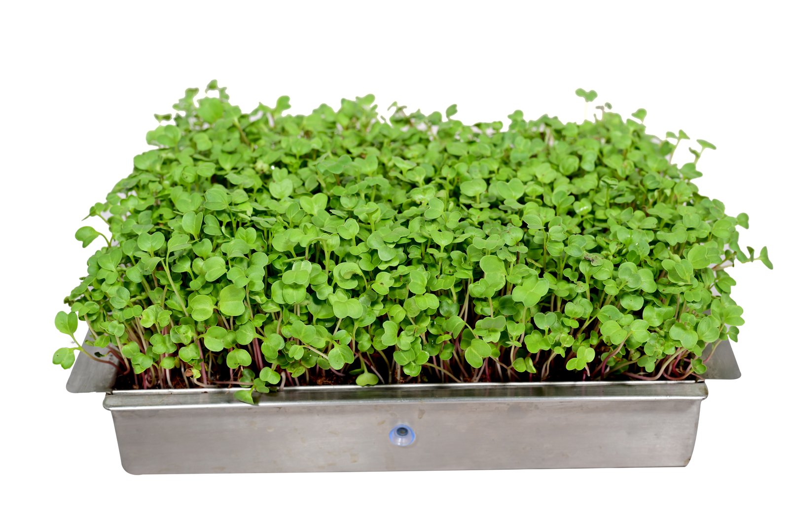 Microgreens tray