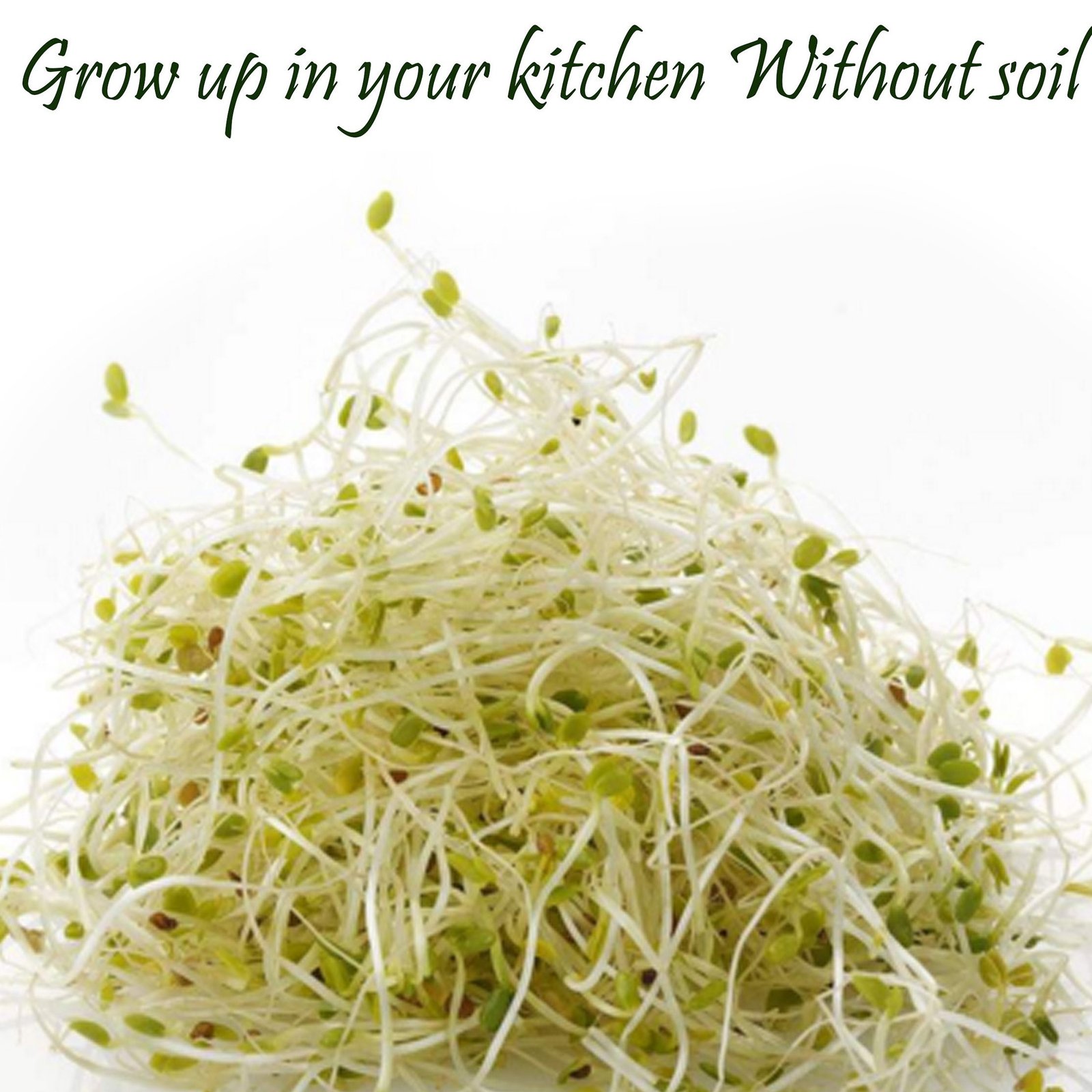 Clover microgreen and Sprouts Seeds - 2 Kg