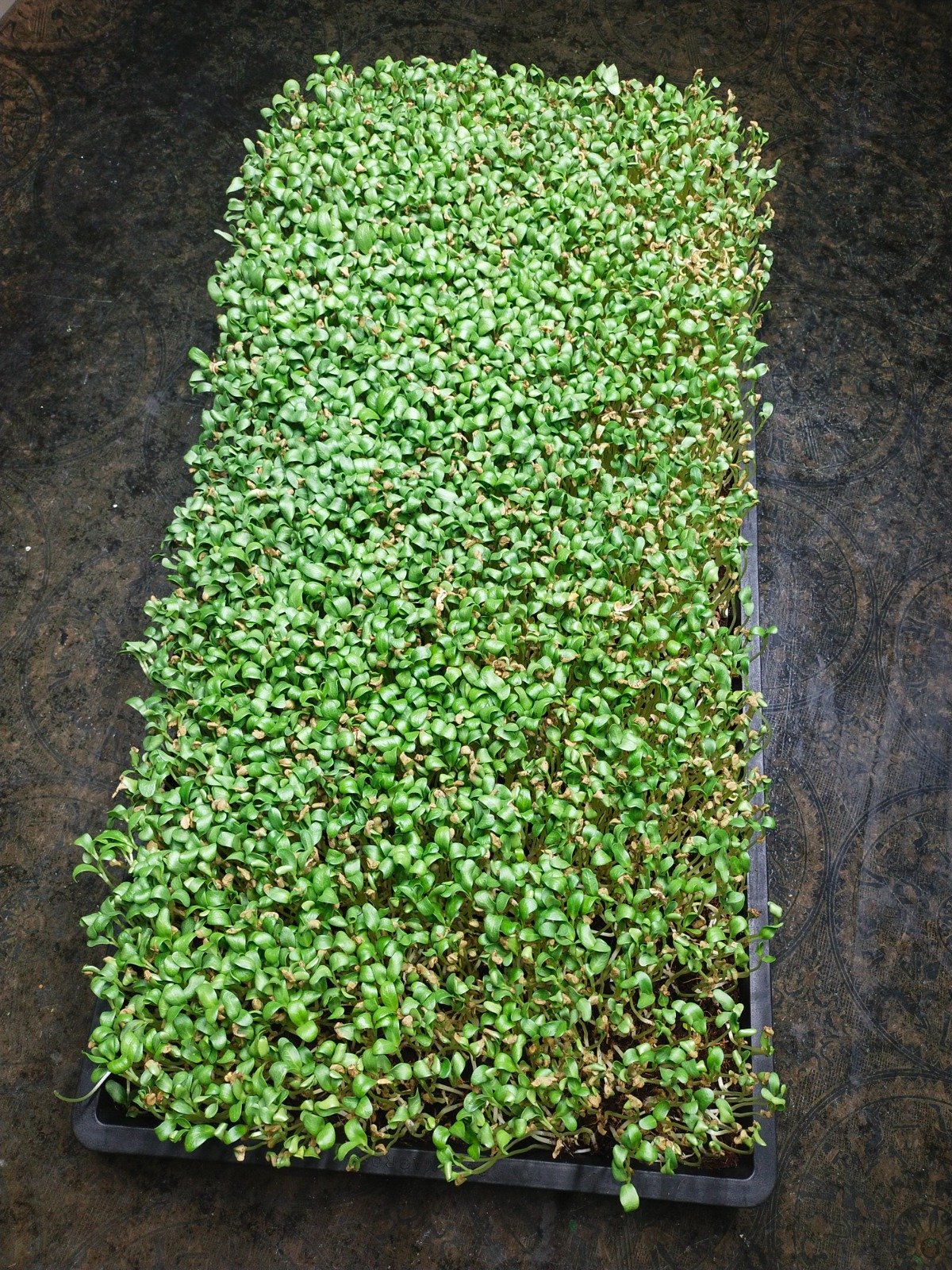 Microgren and Wheatgrass Grow Tray | Polypropylene Made | Black - 2 Sets (4 Tray)