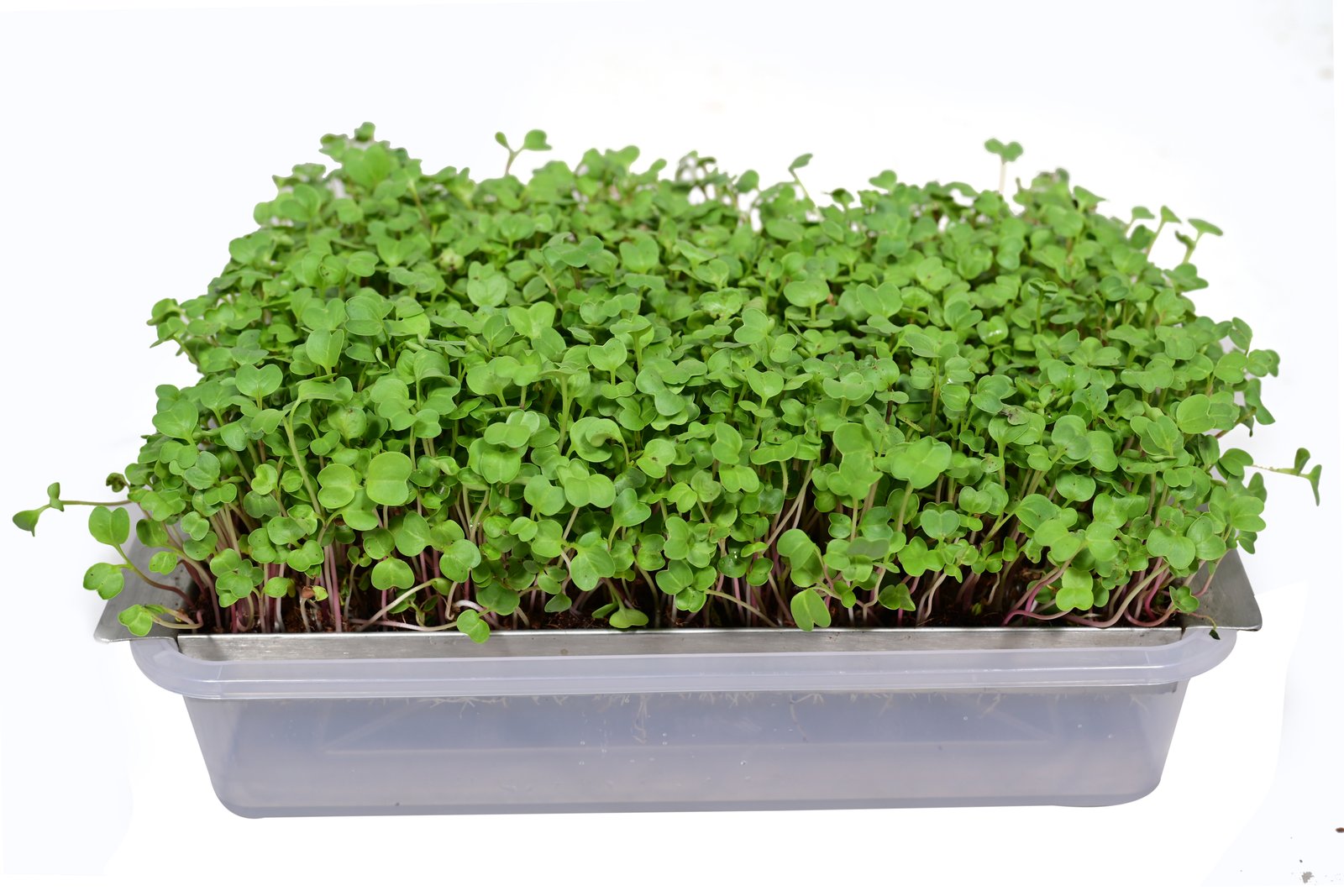 Microgreen Combo Seed Pack – 800 g (Turnip, White Radish, Pink Radish & English Mustard) | Premium Sprouting Seeds