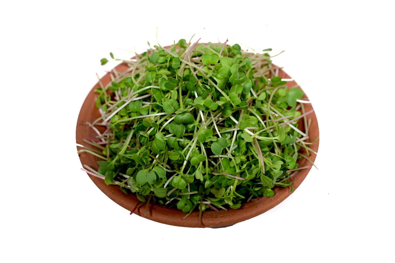 White Radish Microgreen and Sprouts Seeds - 2Kg