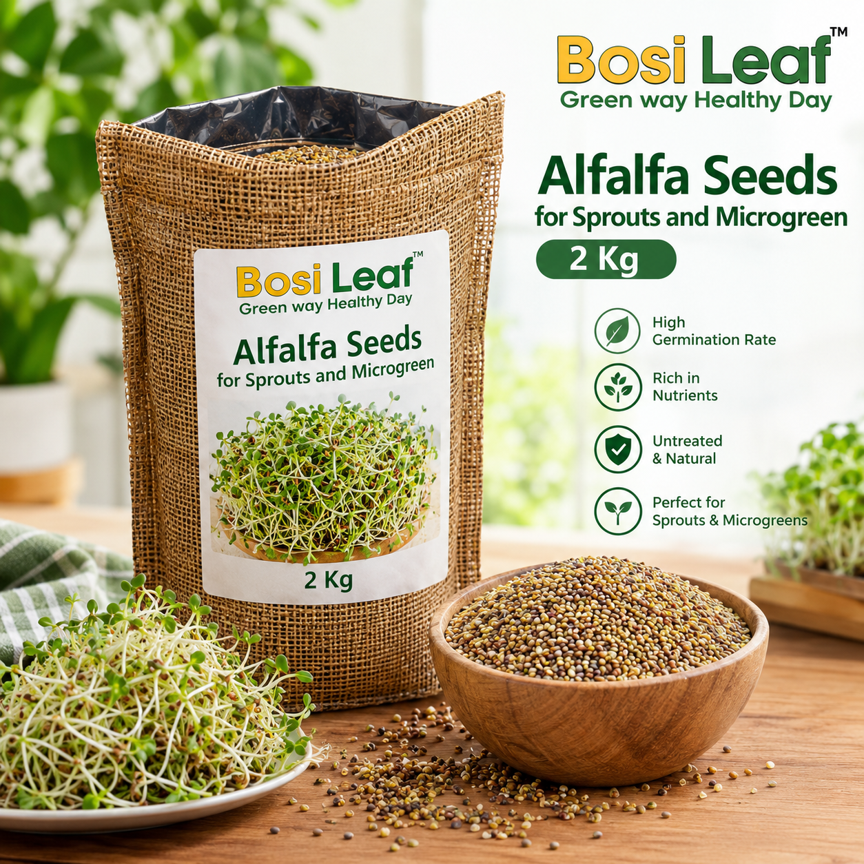 Alfalfa Seeds for Sprouts and Microgreen- 2Kg