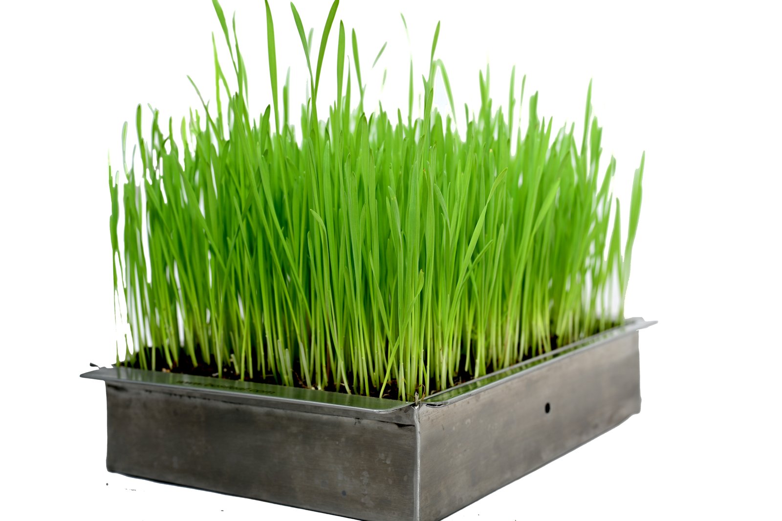 Freshly harvested microgreens